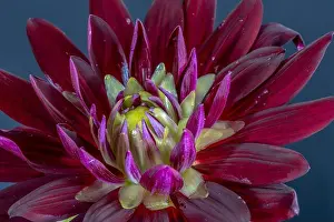 Floral fine art still life detailed color macro flower image of the innner of a single isolated blooming purple red