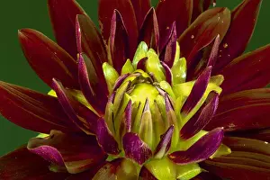 Dahlia Prints: Floral fine art still life detailed color macro flower image of the innner of a single isolated blooming purple red