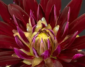 Dahlia Prints: Floral fine art still life detailed color macro flower image of the innner of a single isolated blooming red yellow