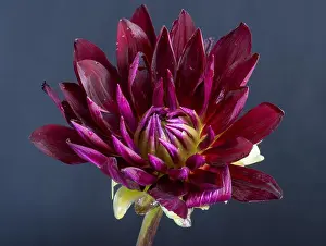 Dahlia Prints: Floral fine art still life detailed color macro flower image of a single isolated blooming purple red yellow wide open