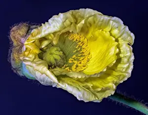 Single Flower Prints: Floral fine art still life detailed color macro flower photo of a single isolated white yellow satin/silk poppy wide
