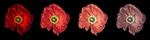 Single Flower Prints: Floral fine art still life detailed color macro flower portrait of a collection of four isolated red glowing satin/silk
