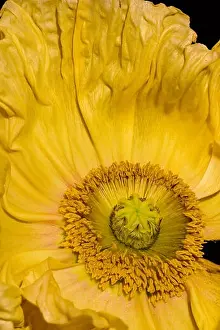 Single Flower Prints: Floral fine art still life detailed color macro flower portrait of the inner of a single isolated yellow satin/silk