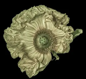 Single Flower Prints: Floral fine art still life detailed color macro flower portrait of a pastel olive satin/silk poppy wide opened blossom