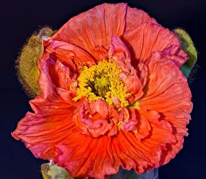 Single Flower Prints: Floral fine art still life detailed color macro flower portrait of a single isolated bright red satin/silk poppy