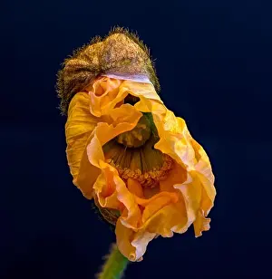 Single Flower Prints: Floral fine art still life detailed color macro flower portrait of a single isolated opening orange satin/silk poppy