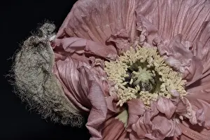 Single Flower Prints: Floral fine art still life detailed color macro flower portrait of a single isolated pastel pink satin/silk poppy