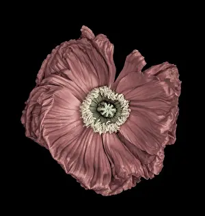 Single Flower Prints: Floral fine art still life detailed color macro flower portrait of a single isolated pastel red satin/silk poppy wide