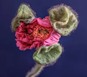 Single Flower Prints: Floral fine art still life detailed color macro flower portrait of a single isolated pink satin/silk poppy opening