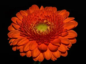 Gerbera Prints: Floral fine art still life detailed color macro flower portrait of a single isolated red gerbera wide opened blossom