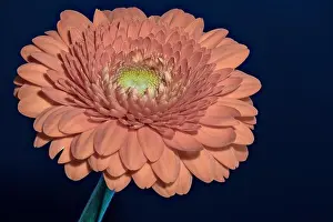 Gerbera Prints: Floral fine art still life detailed color macro flower portrait of a single isolated red gerbera wide opened blossom