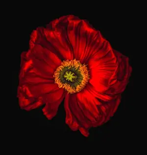 Floral fine art still life detailed color macro flower portrait of a single isolated red glowing satin/silk poppy wide
