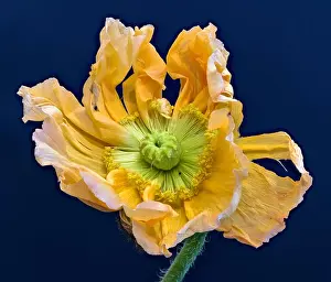 Still Life Flower Prints: Floral fine art still life detailed color macro flower portrait of a single isolated wide opened bright orange