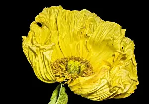 Surrealistic Prints: Floral fine art still life detailed color macro flower portrait of a single isolated yellow satin/silk poppy wide open