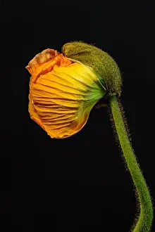 Floral fine art still life detailed color macro flower portrait of a single isolated young orange yellow satin/silk