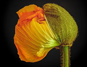 Single Flower Prints: Floral fine art still life detailed color macro flower portrait of a single isolated young orange yellow satin/silk