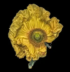 Single Flower Prints: Floral fine art still life detailed color macro flower portrait of a yellow satin/silk poppy wide opened blossom