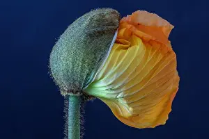 Floral fine art still life detailed color macro flower portrait of a young orange yellow satin/silk poppy blossom