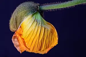 Single Flower Prints: Floral fine art still life detailed color macro flower portrait of a young orange yellow satin/silk poppy blossom