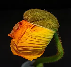 Single Flower Prints: Floral fine art still life detailed color macro flower portrait of a young orange yellow satin/silk poppy blossom