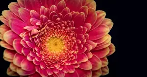 Gerbera Prints: Floral fine art still life detailed color macro of the inner of a single isolated red pink yellow wide opened gerbera