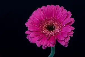 Gerbera Prints: Floral fine art still life detailed color macro of a single isolated pink wide opened gerbera blossom with green stem