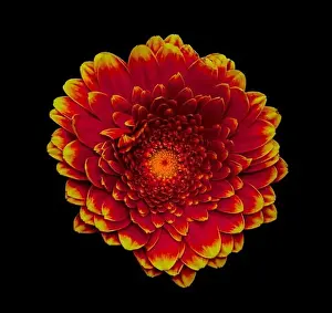 Gerbera Prints: Floral fine art still life detailed color macro of a single isolated red yellow wide opened gerbera blossom with