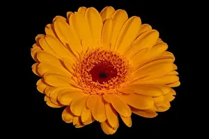 Gerbera Prints: Floral fine art still life detailed color macro of a single isolated yellow wide opened gerbera blossom isolated