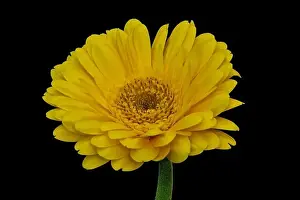 Gerbera Prints: Floral fine art still life detailed color macro of a single isolated yellow wide opened gerbera blossom with green stem