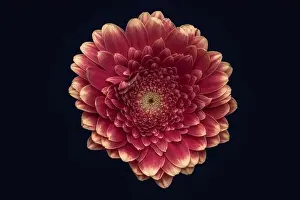 Gerbera Prints: Floral fine art still life detailed dark color macro of a single isolated red yellow wide opened gerbera blossom with