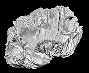 Single Flower Prints: Floral fine art still life detailed monochrome macro flower portrait of a single isolated white satin/silk poppy wide