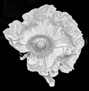 Single Flower Prints: Floral fine art still life detailed monochrome macro flower portrait of a single isolated white satin/silk poppy wide