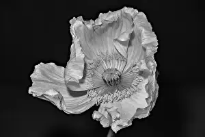 Single Flower Prints: Floral fine art still life detailed monochrome macro flower portrait of a single isolated white satin/silk poppy wide