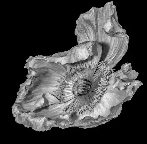 Single Flower Prints: Floral fine art still life detailed monochrome macro flower portrait of single isolated wide open blooming satin/silk
