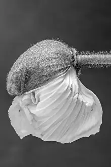 Still Life Flower Prints: Floral fine art still life detailed monochrome macro flower portrait of a young satin/silk poppy blossom isolated