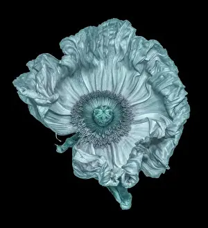 Surrealistic Prints: Floral fine art still life detailed monochrome olive green macro flower image of a satin/silk poppy wide opened blossom