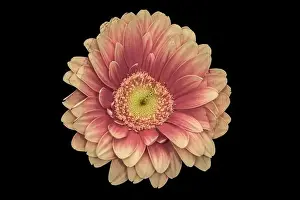 Artful Prints: Floral fine art still life detailed pastel color macro of a single isolated red yellow wide opened gerbera blossom with