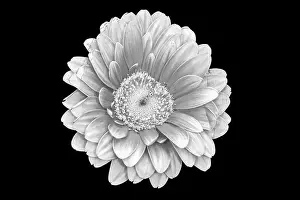 Artful Prints: Floral fine art still life detailed pastel color macro of a single isolated red yellow wide opened gerbera blossom with