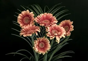 Artful Prints: Floral fine art still life detailed pastel colored macro of a bouquet of red yellow wide opened gerbera blossoms with