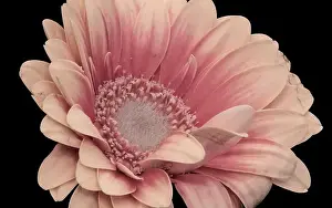 Artful Prints: Floral fine art still life detailed pastel colored macro of the inner of a single isolated red yellow wide opened