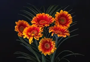 Artful Prints: Floral fine art still life detailed vibrantly colored macro of a bouquet of red yellow wide opened gerbera blossoms