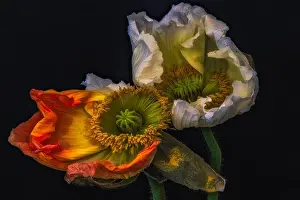 Fading Prints: Floral fine art still life surreal color macro flower portrait of a pair of aging fading orange yellow white satin/silk