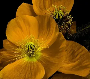 Fantastic Realism Prints: Floral fine art orange dark yellow flowering iceland poppy blossom macro portrait isolated on black background