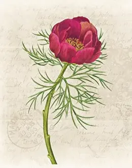 Floral Art Prints: Floral illustration with digital watercolor on grunge beige