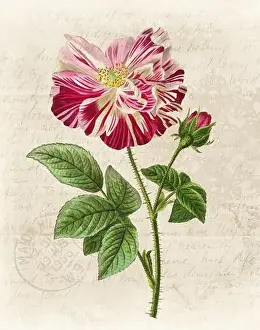 Floral illustration with digital watercolor on grunge beige, evoking antique handwritten paper