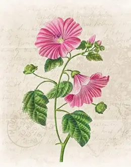 Floral Art Prints: Floral illustration with digital watercolor on grunge beige