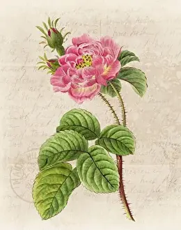 Floral Art Prints: Floral illustration with digital watercolor on grunge beige