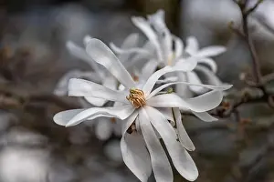 Magnolia Prints: Floral natural colorful outdoor image of a white magnolia blossom on a blurred natura gray brown background