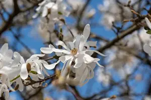 Magnolia Prints: Floral natural colorful outdoor image of a white magnolia blossom in bright sunshine with a blue sunny sky