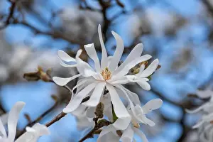 Magnolia Prints: Floral natural colorful outdoor image of a white magnolia blossom in bright sunshine with a blue sunny sky